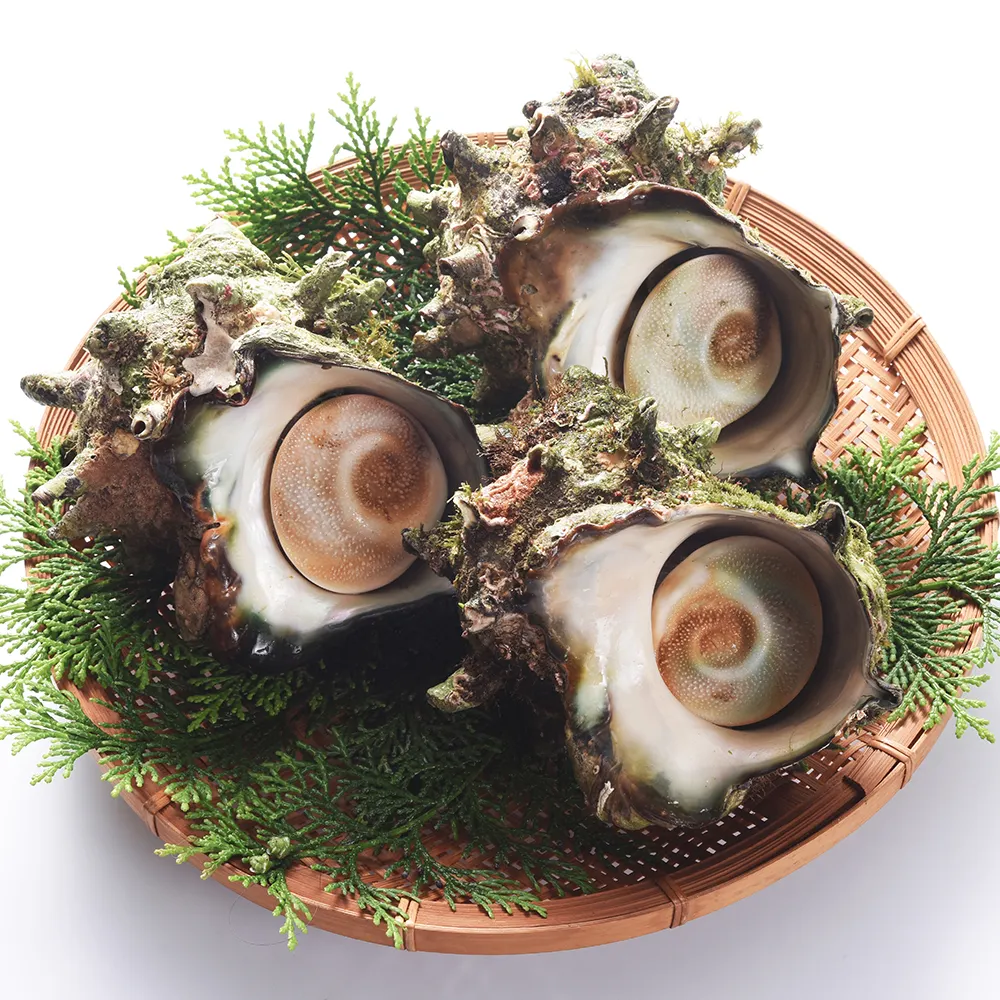 اليابانية الفاخرة المأكولات البحرية المجمدة هدية مربع المحار العملاقة يسمى Sazae مجموعة للبيع بالجملة