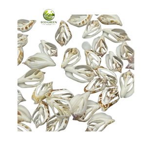 Conchas Marinas Decorativas en Rodajas, Cortes Naturales de Conchas Oceánicas para Manualidades, Joyería, Centros de Mesa para Bodas - Product Image 3