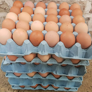 Œufs de poule brun frais de table, haute qualité, 60g, durée de conservation 1 an, à bons prix, du Brésil, œufs naturels - Product Image 1