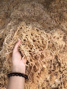 High Quality <b>Dried</b> Laver Seaweed-Eucheuma Cottonii (Seamoss) From Vietnam Fresh Style Export - Product Image 2