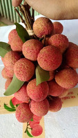 Litchis frais, fruits tropicaux, best-seller du Vietnam, fruit sucré et juteux, litchis de la dernière saison, prix compétitif