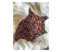 Granos de Cacao Premium de Vietnam para Compradores Mayoristas - Granos de Cacao Fermentados Secados al Sol para Procesamiento de Confitería