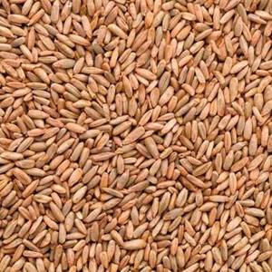 Grains de seigle rouge dur de qualité supérieure, 13,5 % de protéines, sans OGM, en vrac, Afrique du Sud, durée de conservation 1 an, sacs, export, à vendre - Product Image 1