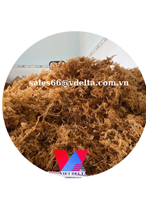 Musgo de mar seco de primera calidad: natural, orgánico, salvaje, rico en nutrientes, proveedor mayorista en Vietnam para exportación - Product Image 3