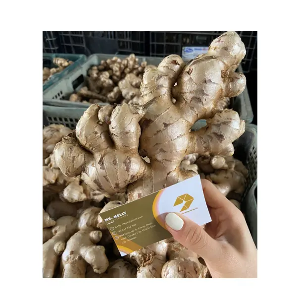 Organic Gap Big Size Fresh Ginger