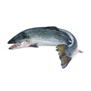 ปลาแซลมอนแช่แข็งทั้งตัวสินค้าอาหารทะเล - Product Image 1