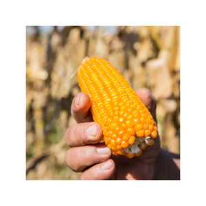 Maíz amarillo seco Natural, maíz amarillo seco, grano de maíz seco, nuevo, mejor precio, alta calidad - Product Image 3