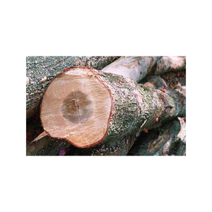 Premium Grade Maple Logs for Stave <b>Wood</b> 10-40mm <b>Length</b> Bulk Package From Canada - Product Image 5