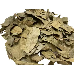 WHOLESALE DRIED SOURSOP / GRAVIOLA LEAF FROM VIETNAM WITH COMPETITIVE PRICE AND HIGH QUALITY IN BULK