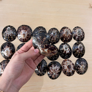 Concha de limpias premium para diseño de joyería natural, artesanía y decoración del hogar costera, venta al por mayor de conchas de limpias - Product Image 5