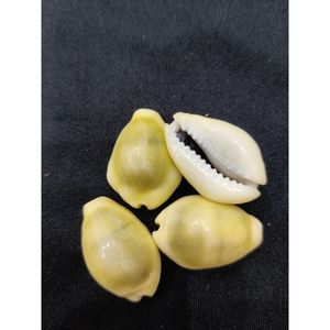 เปลือกหอยเปลือกวัวขัดเงาเปลือกวัวธรรมชาติคุณภาพดีในราคาที่ดีสำหรับการส่งออกจากประเทศเวียดนาม - Product Image 3