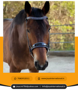 ORSE riridle uustomized He he AUREN olloled lack eath nanafle Ridle riresage rirills eaeath Smart - Product Image 4