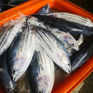 Atún barrilete fresco [Tulingan] -precio de pedido/500 gramos/Precios de atún barrilete congelado alto - Product Image 3