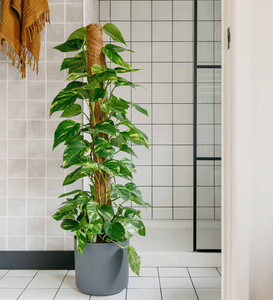 เสามะพร้าวสำหรับปีนต้นไม้ธรรมชาติสีน้ำตาล50x25cm รองรับพืชสวนเป็นมิตรกับสิ่งแวดล้อม - Product Image 4