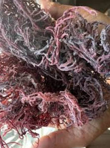Seamoss salvajes naturales de Vietnam/seamoss secos púrpura-dorado/Sra. Beatrix - Product Image 3