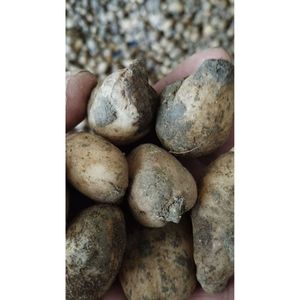 Salep piantine, semi, non lavati, pronti per la semina (10 pezzi)
