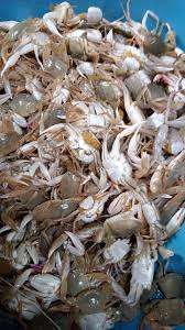 Premium Frozen <b>Octopus</b> From Vietnam Bulk Purchase with Competitive Wholesale Prices Quality Freshness Assured Box Packing - Product Image 5