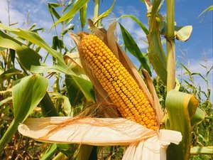 Maíz amarillo sin OGM, maíz blanco, granos de palomitas de maíz, granos de maíz secos, maíz de grado alimenticio seguro y saludable para uso humano - Product Image 4