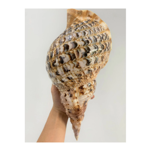 Venta al por mayor de conchas y tritones para exportación, proveedor confiable de conchas marinas de Vietnam para decoración a granel - Product Image 2