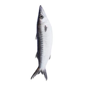 Precio competitivo BQF Fresh Frozen Barracuda Max Premium Bulk Whole Round Ribbon Fish Low-Carb Low-Sugar Trans-Fat Free 10kg/CTN - Product Image 6