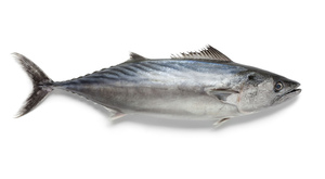 ปลาโบนิโตแช่แข็ง - Product Image 4