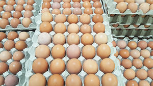 Huevos de gallina ponedora en venta con calidad premium y métodos de cultivo orgánico - Product Image 5