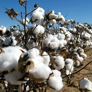 Nhà Cung Cấp Chất Liệu Vải Cotton Thô Cotton 100% Hữu Cơ Nhồi Chăn Gối