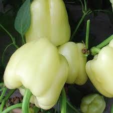 200 pezzi semi di peperone bianco biologico semi fresco raccolto Hobby giardino