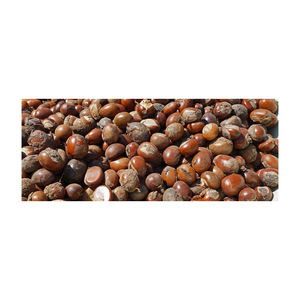 Nueces de Karité Blanqueadas Naturales de Primera Calidad, Empaque de 50 kg, Origen Reino Unido, Servicio ODM/OEM para Extracción Comercial y Compradores Globales - Product Image 4