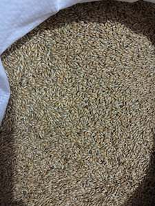 Semillas de Alpiste a Granel en Venta |   Alimento Premium para Aves Blancas |   99% de Pureza |   Fabricante y Exportador Mayorista - Product Image 1