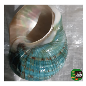 Gran concha pulida, carcasa Turbo azul más vendida, Concha natural mayorista para manualidades y decoración - Product Image 5