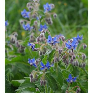 น้ำมันพืช borage สารสกัดจากธรรมชาติ100% ออร์แกนิกจากสหราชอาณาจักรรับประกันคุณภาพโดยห้องปฏิบัติการในประเทศฝรั่งเศส - Product Image 1
