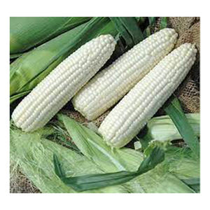 OEM NON Gmo maíz blanco al por mayor de alto fabricante nuevo mejor material con tarifa barata - Product Image 5