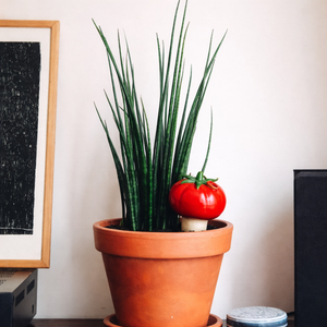 Púas de Cerámica en Forma de Tomate para Riego de Plantas - Herramienta de Riego Automático para Jardín, para Plantas en Maceta de Interior y Exterior - Product Image 4