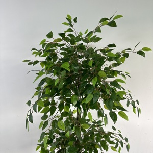 <b>Artificial</b> Ficus <b>Tree</b> with Braided Trunk – Luxury Indoor Plant 120/150/180 cm - Product Image 3
