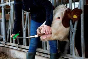 Dosificador de Bolo Fácil de Usar para Vacas, Aplicador de Bolo Grande, Pistola de Bolas Magnéticas, Herramienta Manual para Dosificación de Medicamentos para Ganado Veterinario - Product Image 6