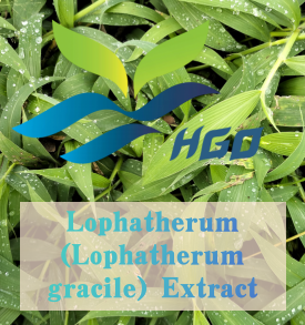 Suministro directo de fábrica HGO de extracto de Lophatherum natural puro (Lophatherum gracile) (grado de alimentos saludables) Especificación 10:1 - Product Image 2