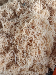 Algas Marinas al por mayor con varios tipos de seamoss saladas/sin sal a granel a precios al por mayor - Product Image 2