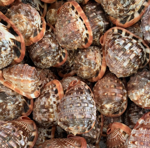 Cypraecassis rufa วัสดุเปลือกหมวกกันน็อคสีแดงจากประเทศเวียดนามสำหรับชิ้นพิเศษสำหรับการแสดงผลการออกแบบและตกแต่งงานฝีมือที่สร้างสรรค์ - Product Image 6