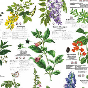 Póster Alemán DIN A1 sobre Plantas Venenosas para Exhibición en Pared, Hecho de Papel - Product Image 2