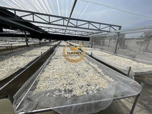 ผู้ผลิตเกล็ดปลาแห้งจำนวนมาก |   กระดูกอ่อนจากเกล็ดปลา (ปลาทิลาเปีย, ปลาทะเล) - Product Image 3