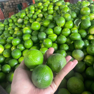Las mejores ofertas directas del fabricante, Vietnam frescas de venta al por mayor de limas, cítricos de alta calidad - Product Image 1