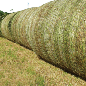 Nouveau Rhodes Grass balles de foin de qualité supérieure pour l'alimentation des bovins, des vaches et des chèvres Foin pour le fourrage du Pakistan - Product Image 2