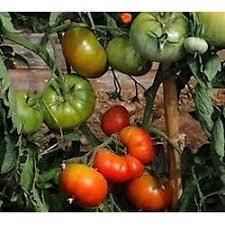 350 pezzi semi di pomodoro grande verde rosso villaggio semi biologici freschi per Hobby semi da giardino - Product Image 3