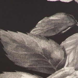 PROMOTION Offre Spéciale Leggings à bas prix Fabricant de leggings d'hiver en stock de coton pour femmes chauds - Product Image 4