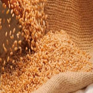 Sémola de trigo Durum, espátula francesa, en venta - Product Image 3