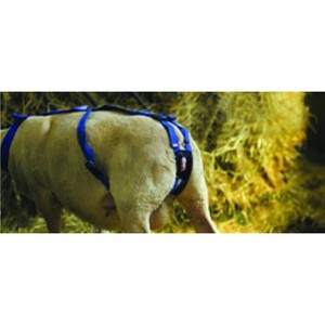 Arnés para perro hecho de cuero, oveja, veterinario - Product Image 3