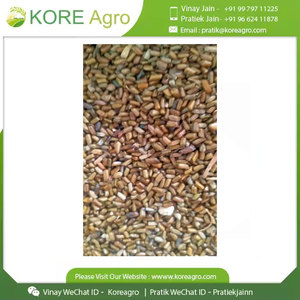 Polvo de semillas de Cassia Tora orgánico puro Premium 100%, hierba seca de origen indio de alta calidad, crudo, sin productos químicos, Industrial sin OGM - Product Image 6