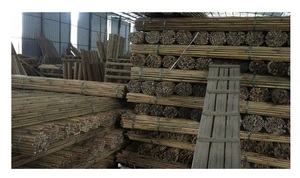 ¡Gran venta! Caña de bambú natural con buen precio de 99 Gold Data Vietnam-Materia prima de bambú Fox Export - Product Image 3