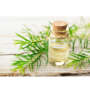 Extracto antimicrobiano Natural destilado al vapor de aceite esencial de árbol de té puro para el cuidado de la piel, tratamiento de acné y bienestar holístico - Product Image 5